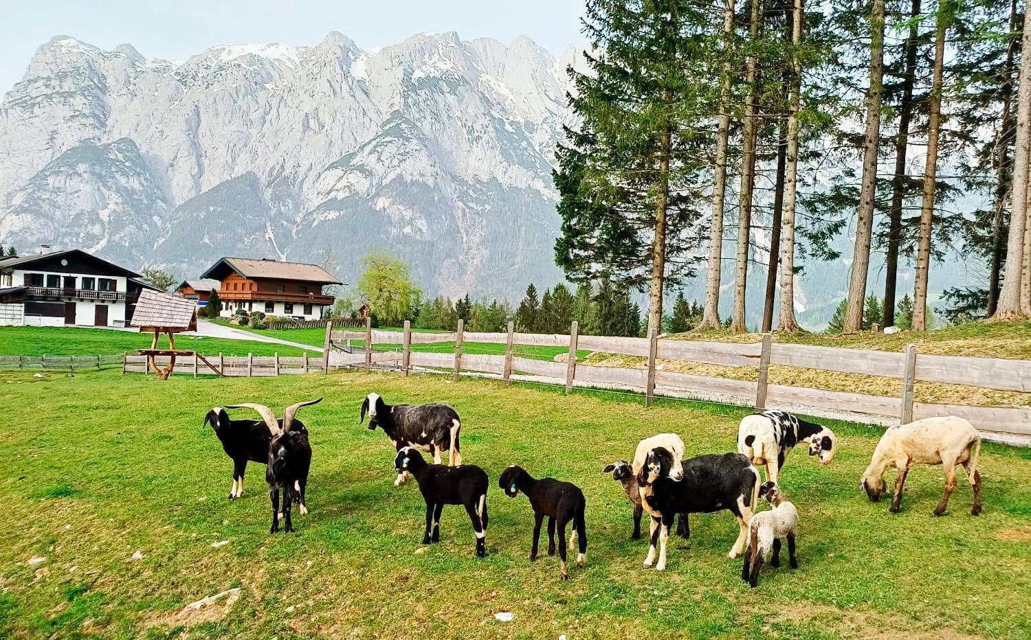 Mountain Residence Riesgut Werfen Exterior photo